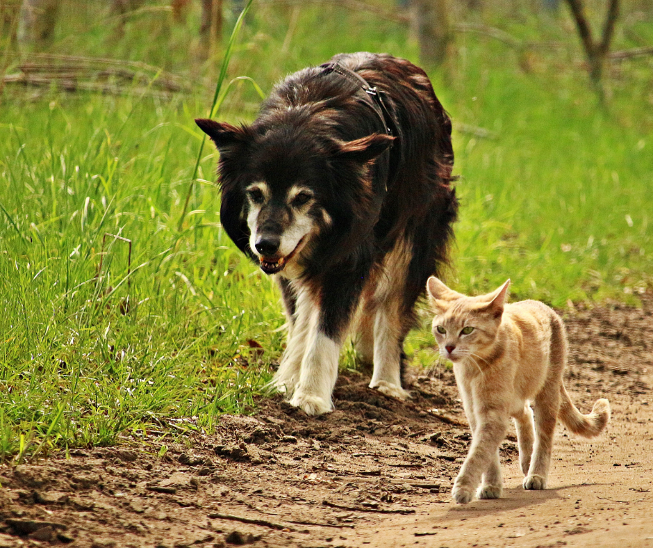 A dog and cat going for a walk after Reiki therapy