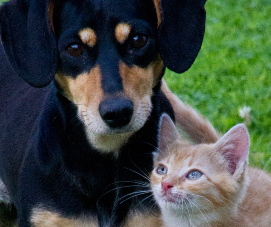 Dog and cat happy after reiki