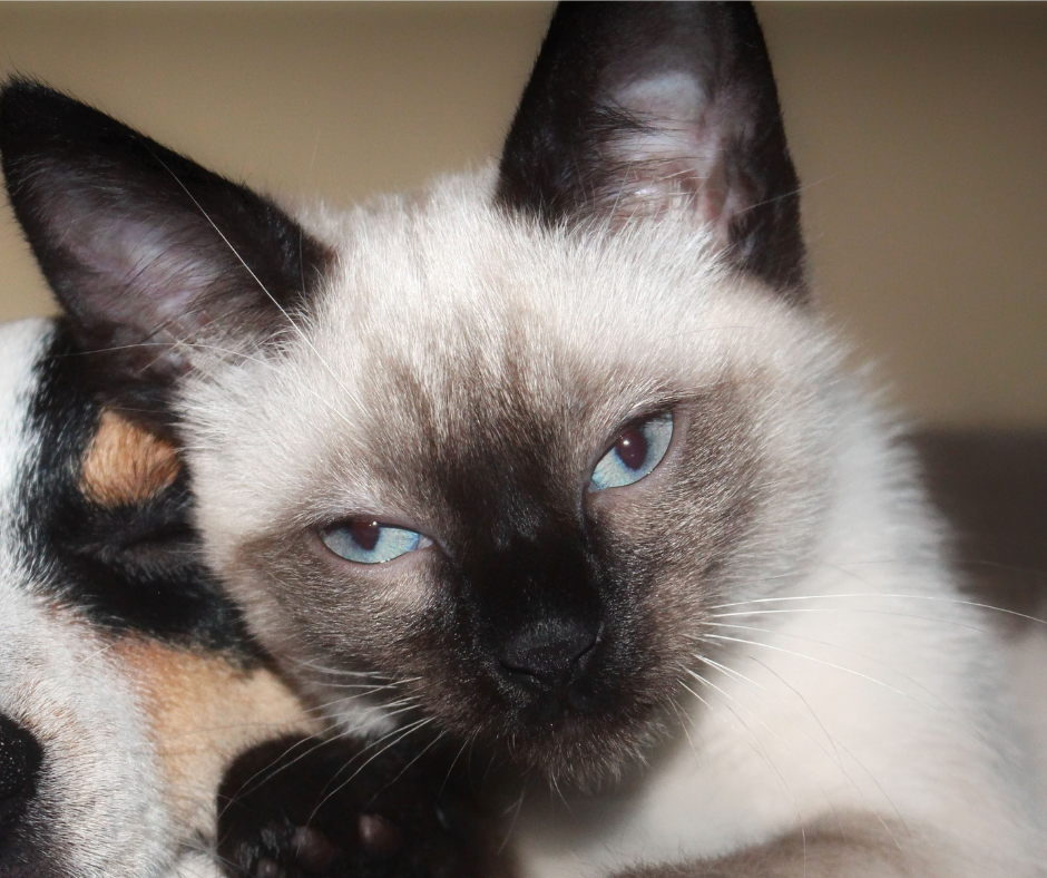 Siamese Cat enjoying animal Reiki services